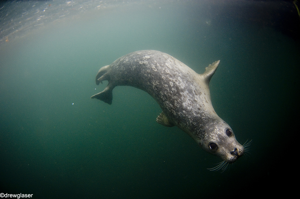 Curious Harbour seal | Shutterbug